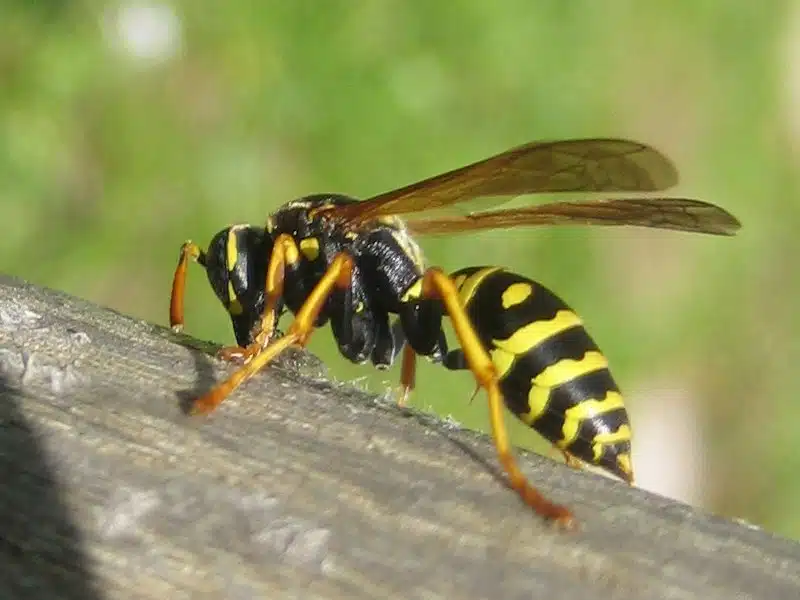 Extermination de nuisibles en ile de france