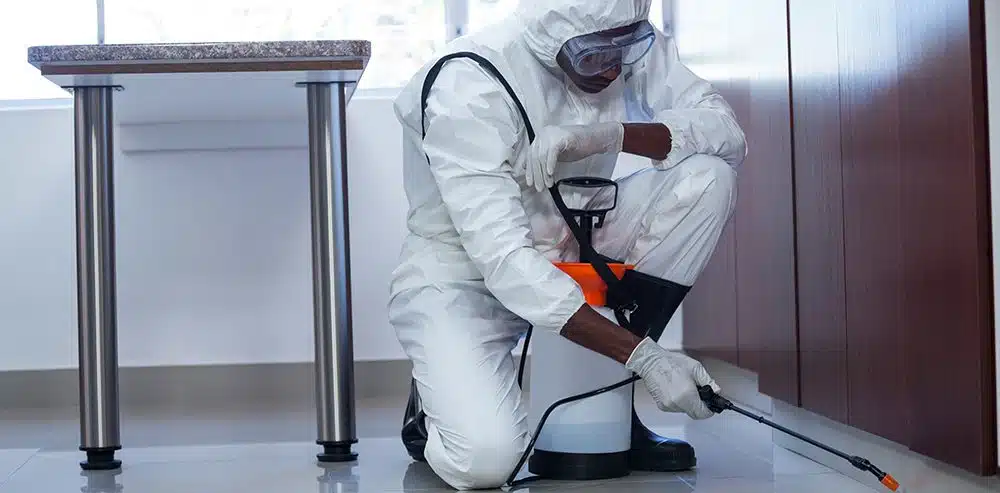 Extermination de nuisibles à Corbeil-Essonnes